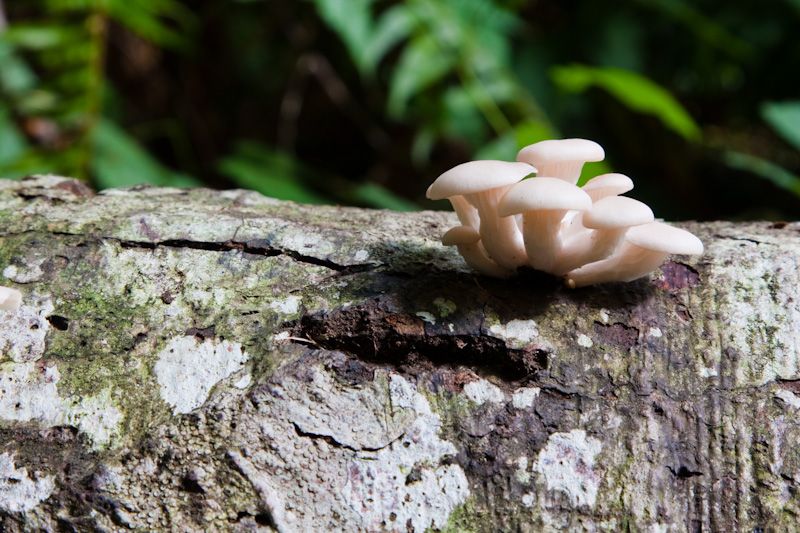 Mushrooms On Fallen Log